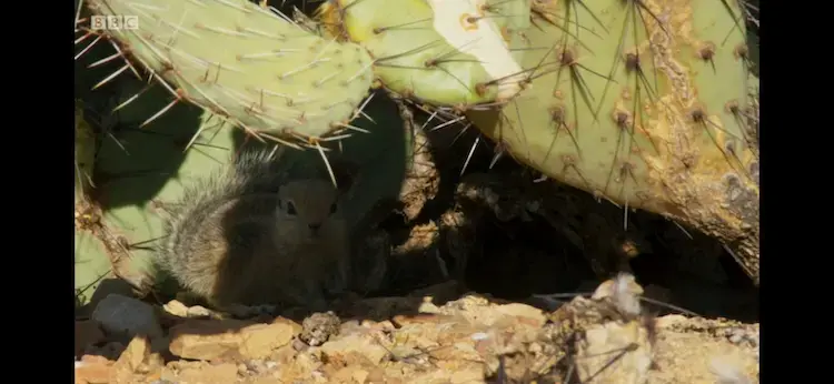 Harris's antelope squirrel (Ammospermophilus harrisii) as shown in Planet Earth II - Deserts